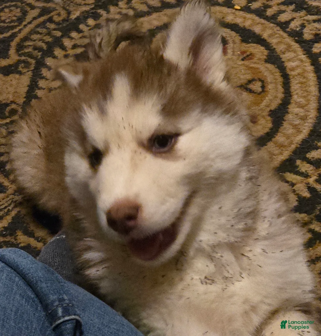 Siberian Husky dogs for sale: Dollie - Ad 6