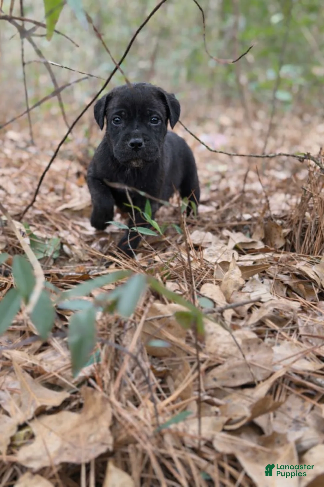 Cane Corso dogs for sale: Artemis - Ad 2