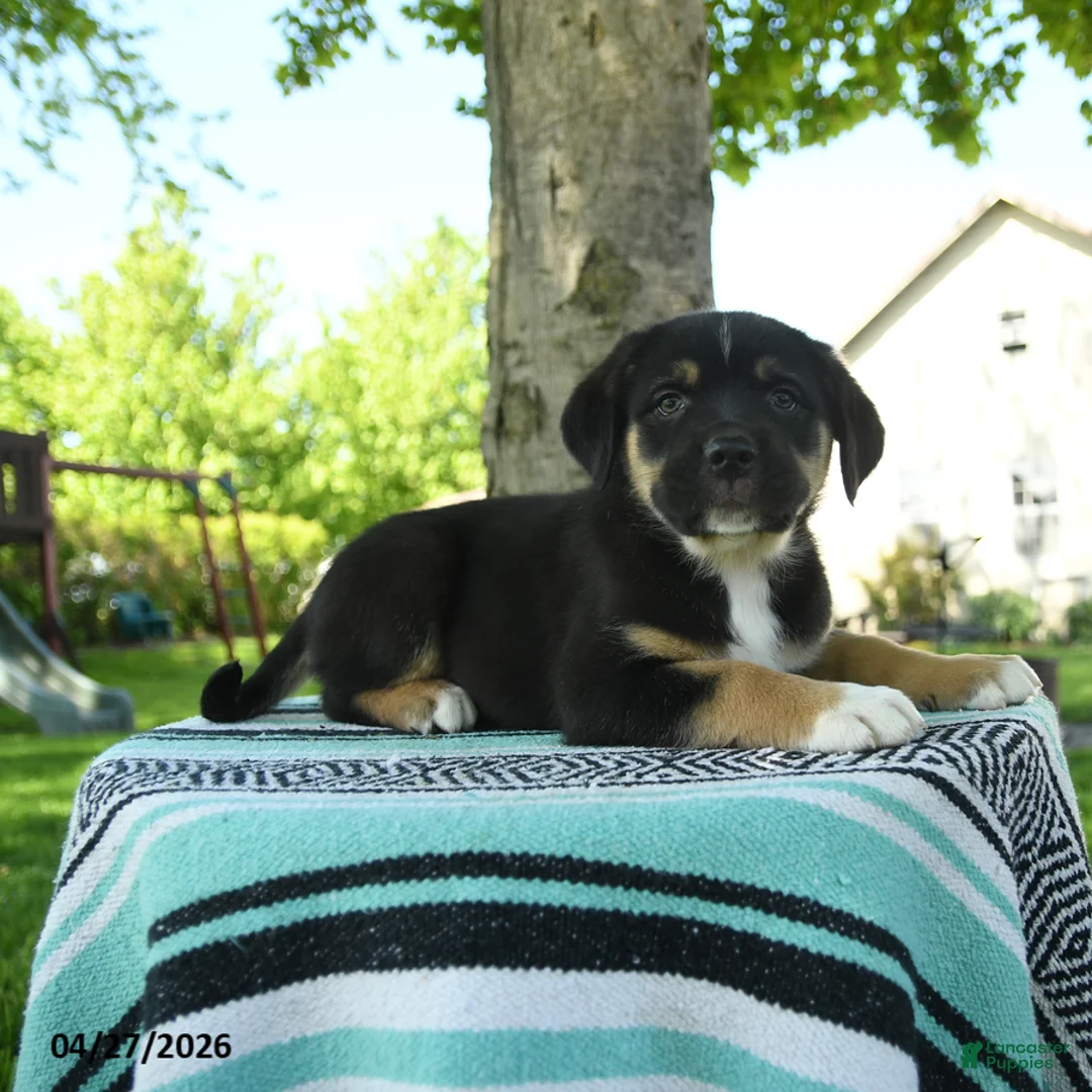 Mixed Breed dogs for sale: Zeke - Ad 3