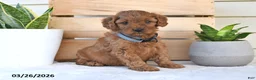 Cavapoo dogs for sale: Raliegh - Ad 1
