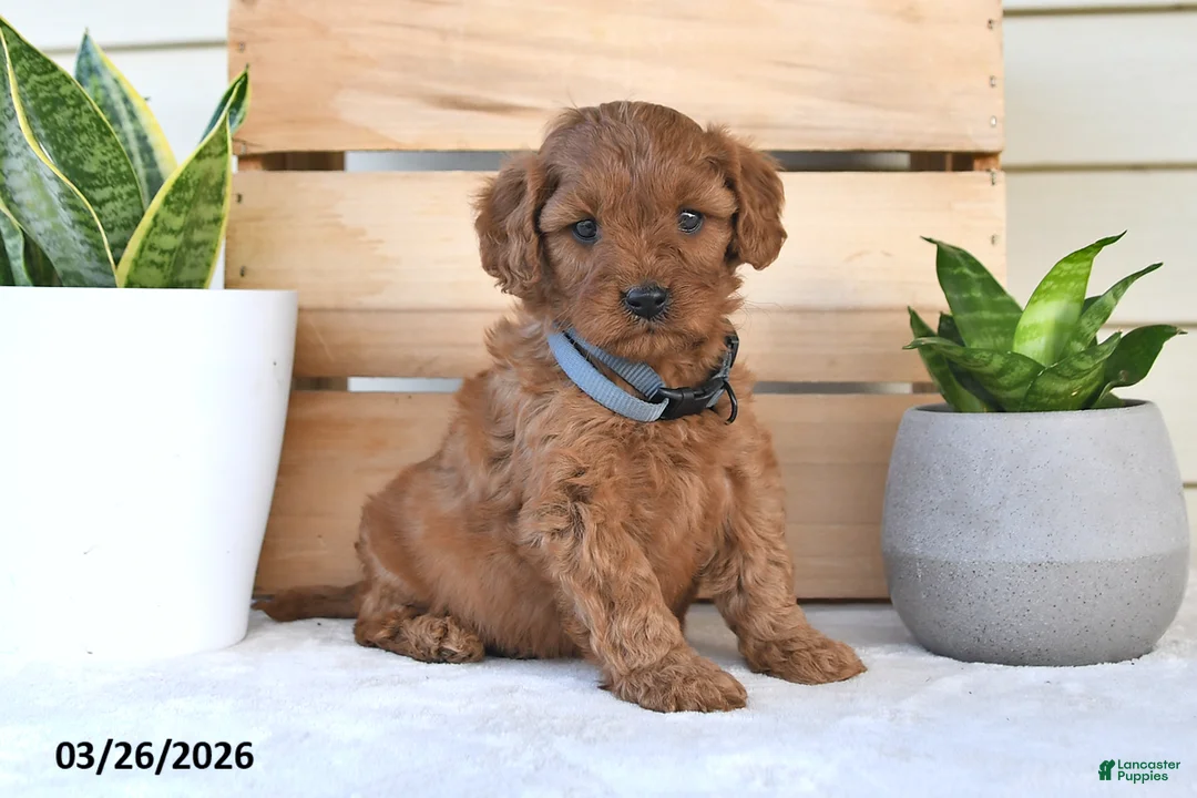 Cavapoo dogs for sale: Raliegh - Ad 1