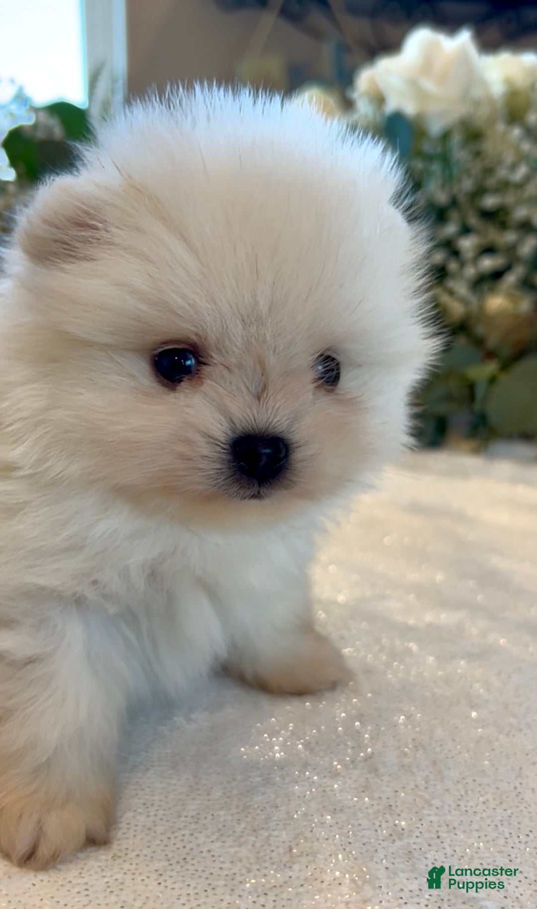 Pomeranian dogs for sale: Lynette AKC Registered full rights  - Ad 36