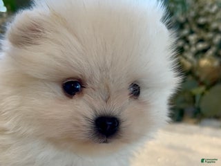 Pomeranian dogs Tom AKC Registered full rights - Ad 19