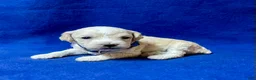 Cockapoo dogs for sale: Maximus - Ad 6