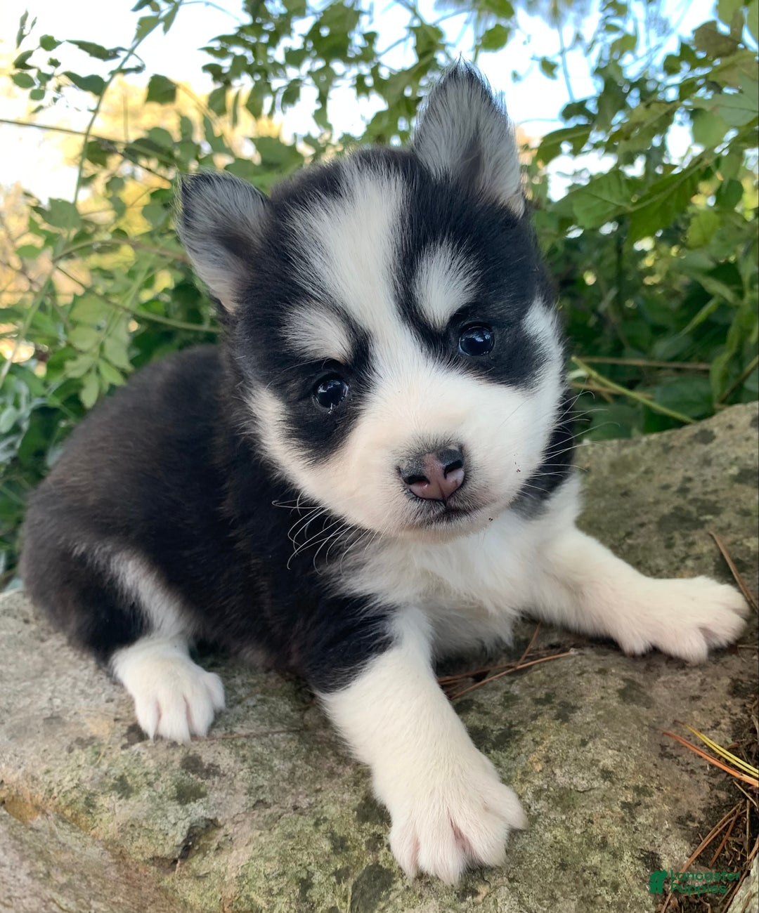Alaskan Klee Kai dogs for sale: 🎄Wolf is reserved…Check out our other puppies! - Ad 2