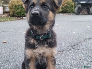 German Shepherd dogs German Shepherd Puppy 5 - Ad 9