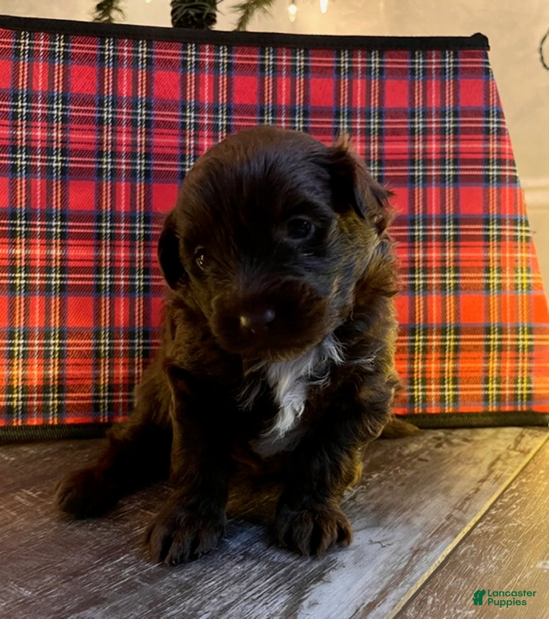 Pomapoo dogs for sale: Kevin - Ad 3