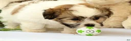 Shih Tzu dogs for sale: Brett - Ad 8