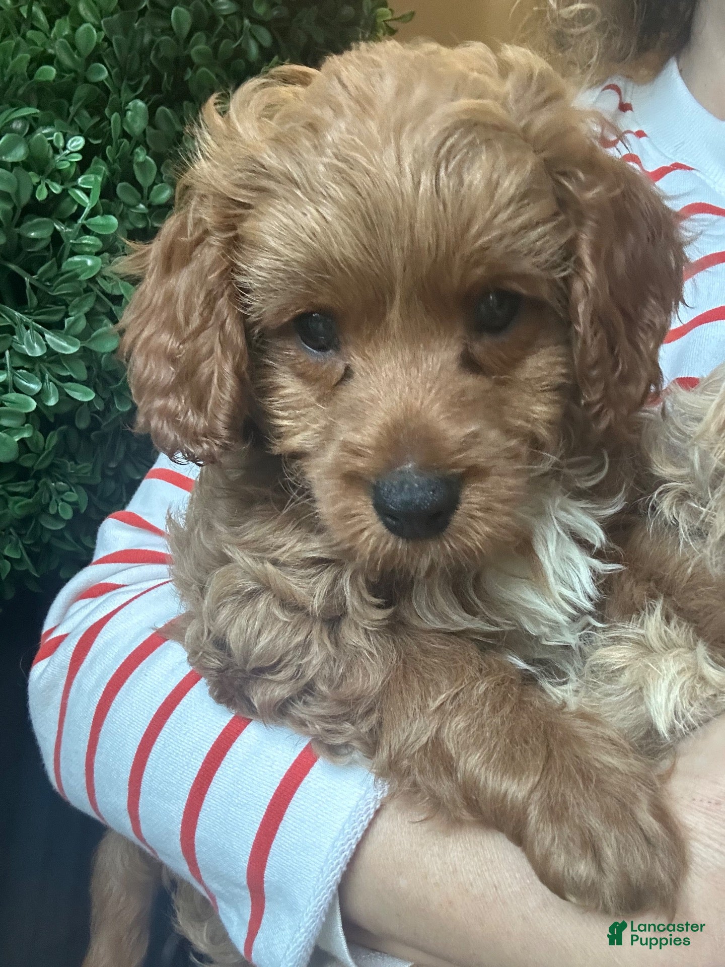 Cavapoochon dogs for sale: 💙 Skye- boy - Ad 1