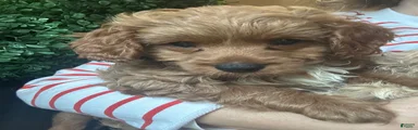 💙 Skye- boy