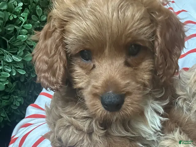 Cavapoochon dogs for sale: 💙 Skye- boy - Ad 1