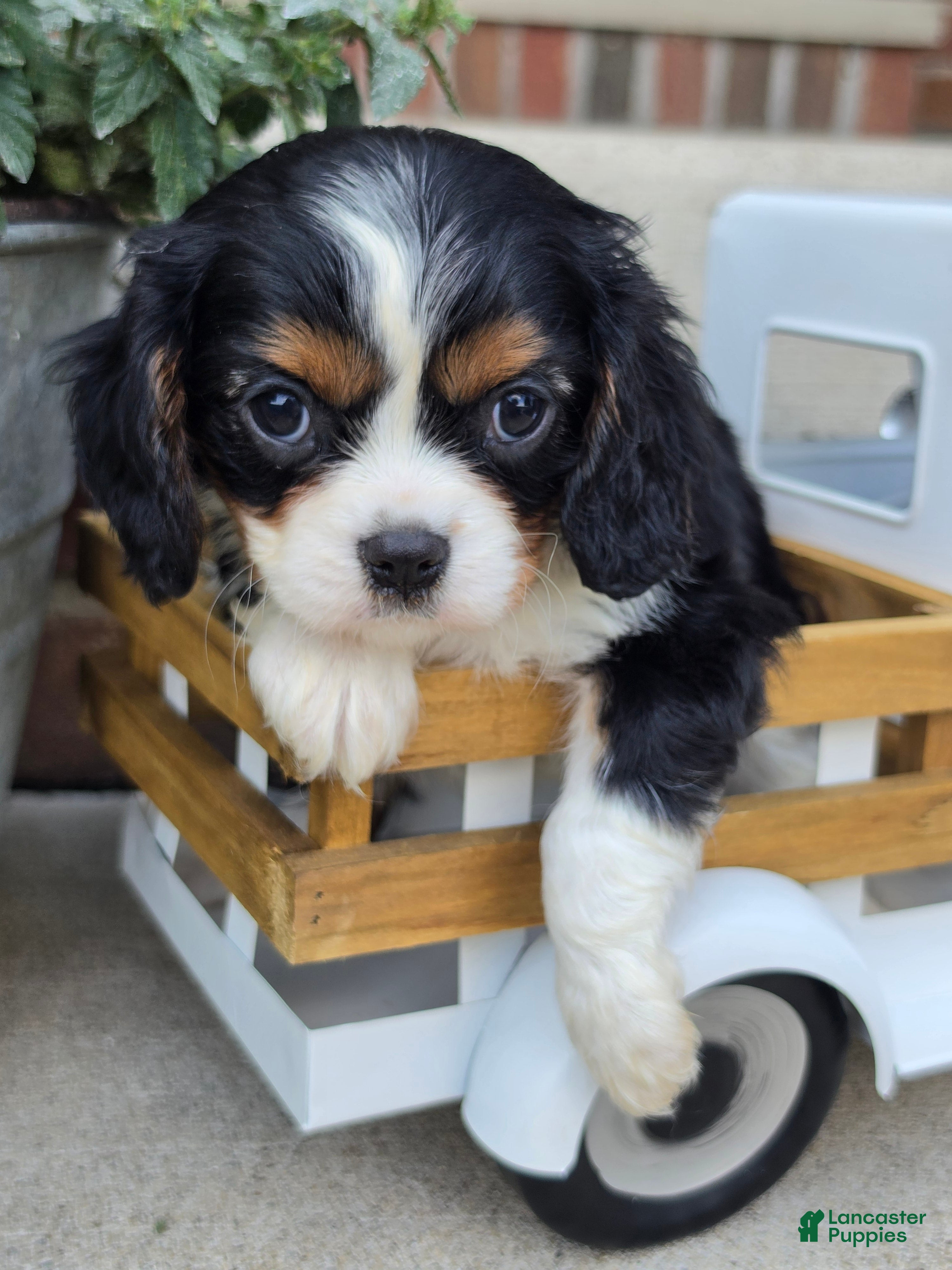 Cavalier King Charles Spaniel dogs molly - Ad 1