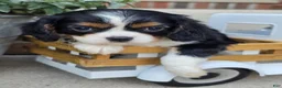 Cavalier King Charles Spaniel dogs for sale: molly - Ad 1