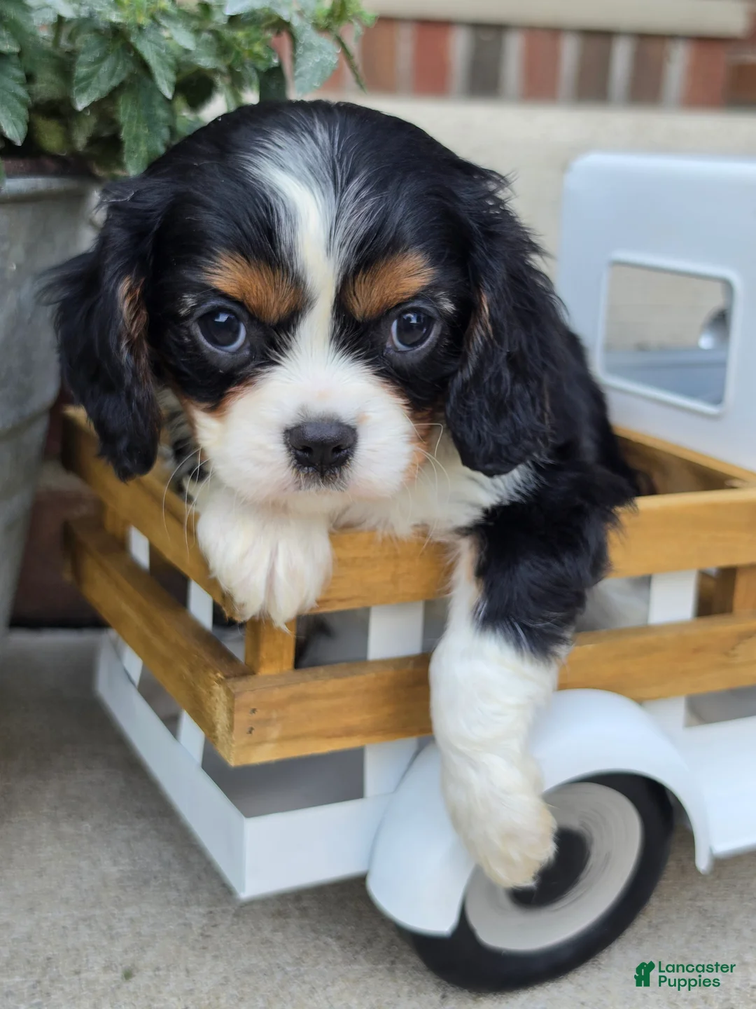 Cavalier King Charles Spaniel dogs for sale: molly - Ad 1