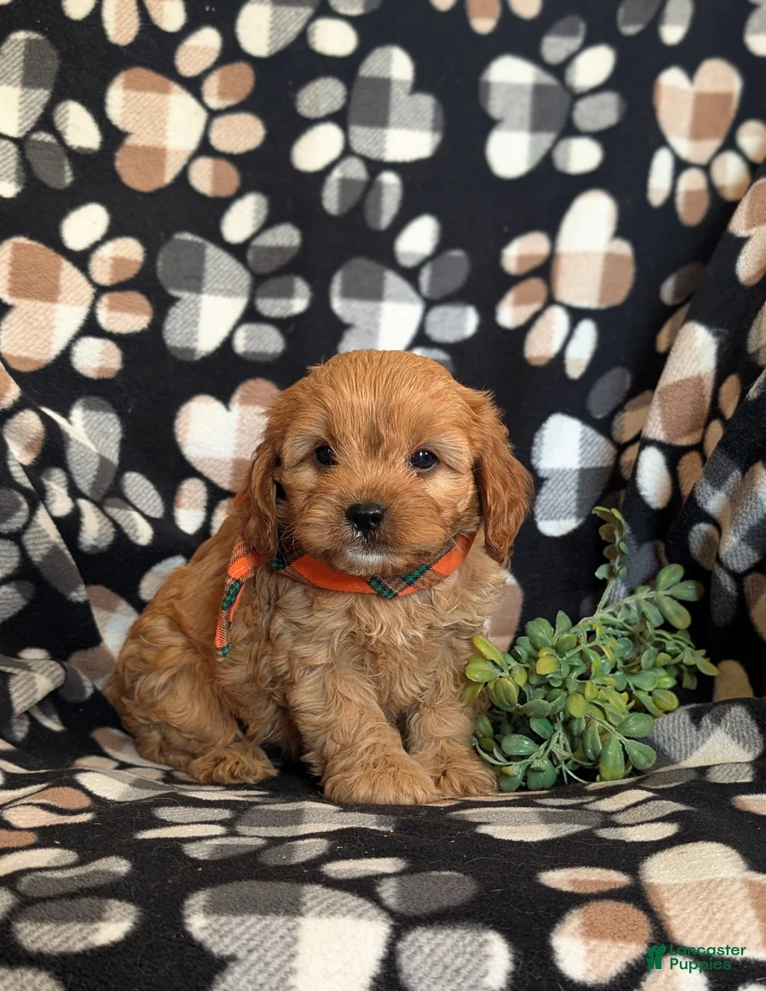 Cavapoo dogs for sale: Dolan - Ad 1