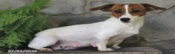 Jack Russell Terrier dogs for sale: Mindy - Ad 6