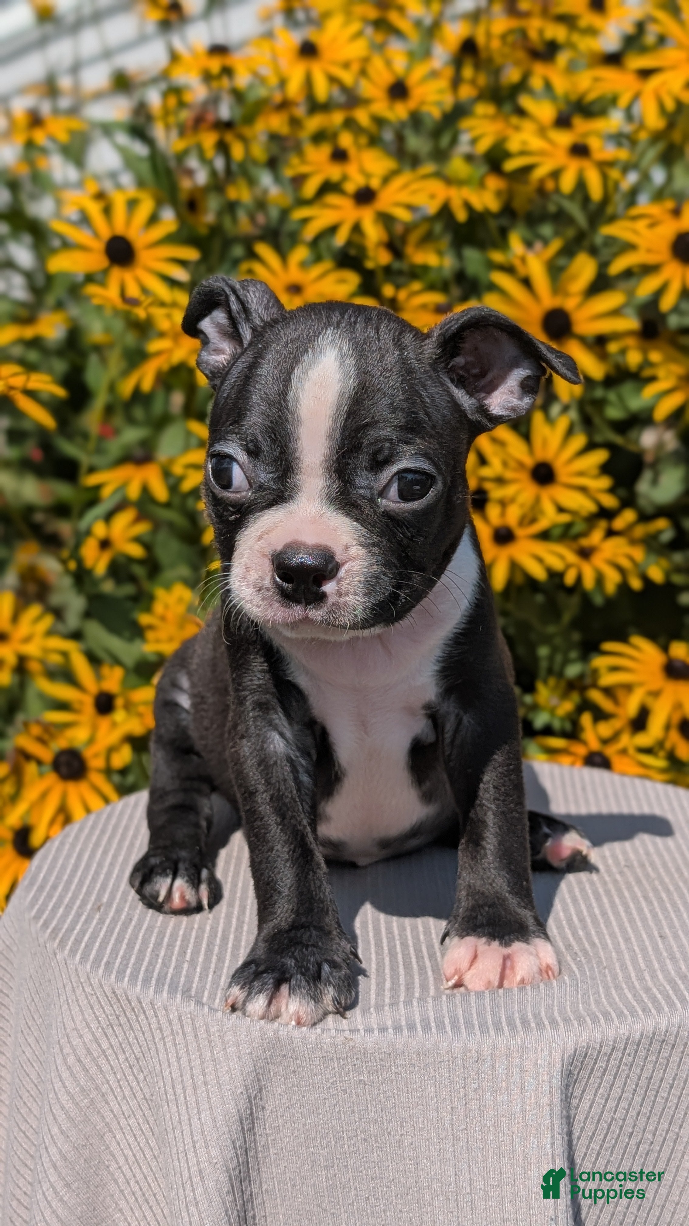 Boston Terrier dogs Tyson - Ad 2