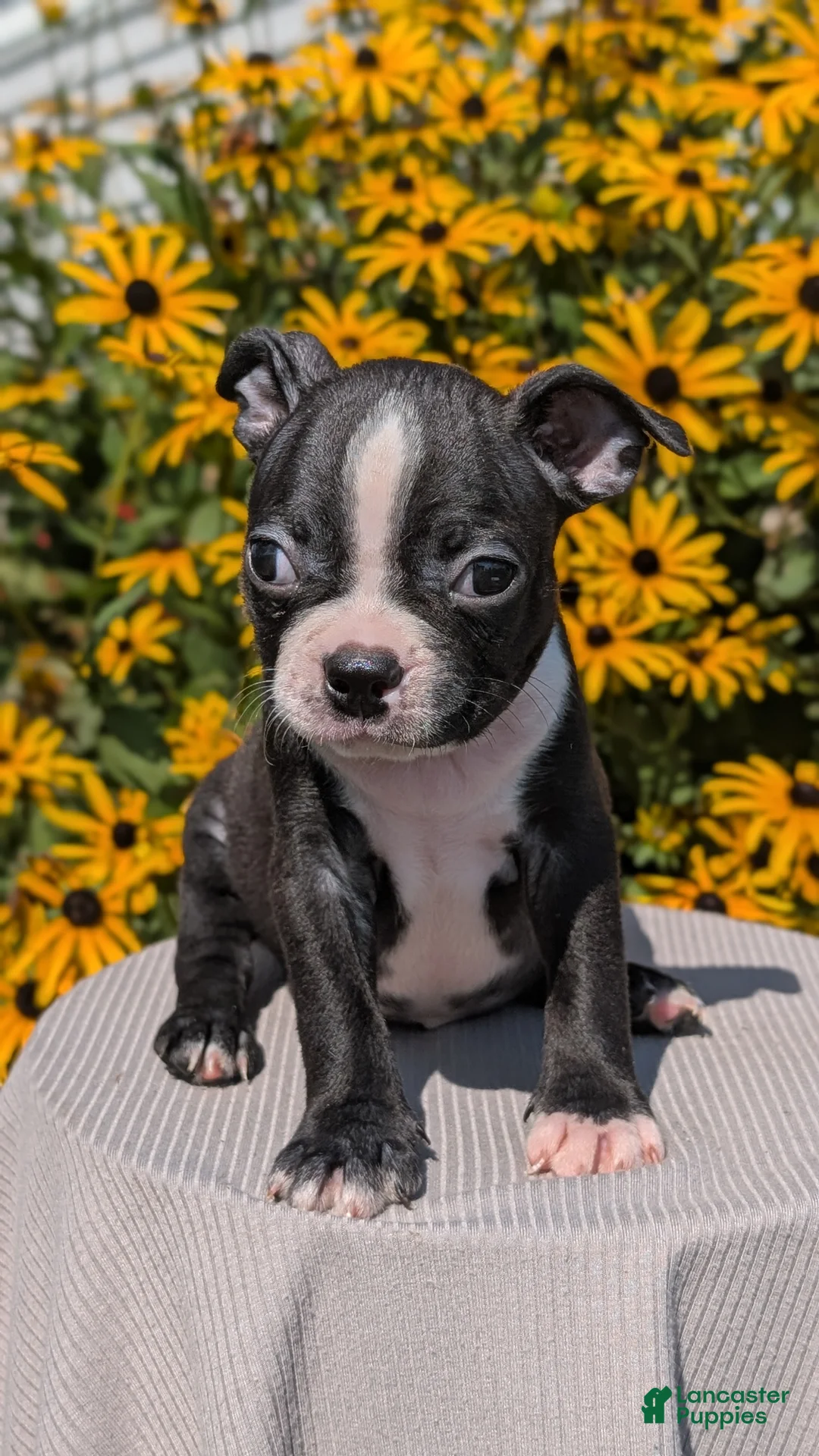Boston Terrier dogs for sale: Tyson - Ad 2