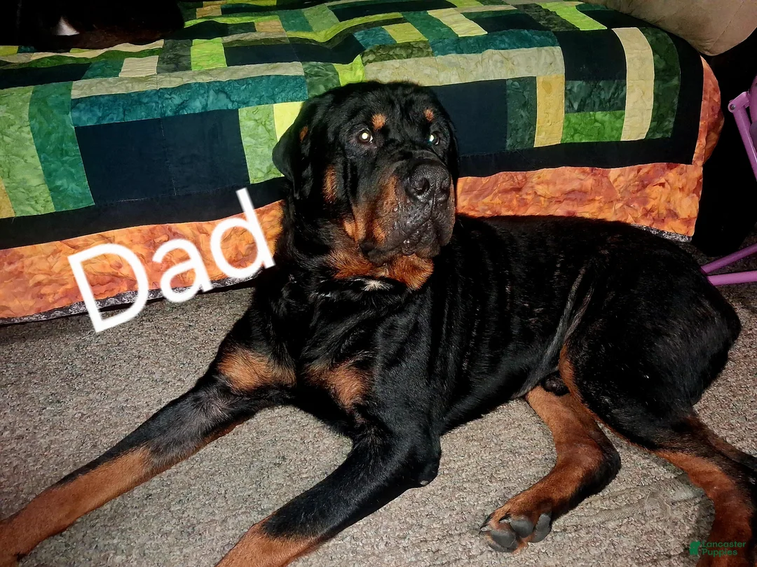 Mixed Breed dogs for sale: Kilo - Ad 2