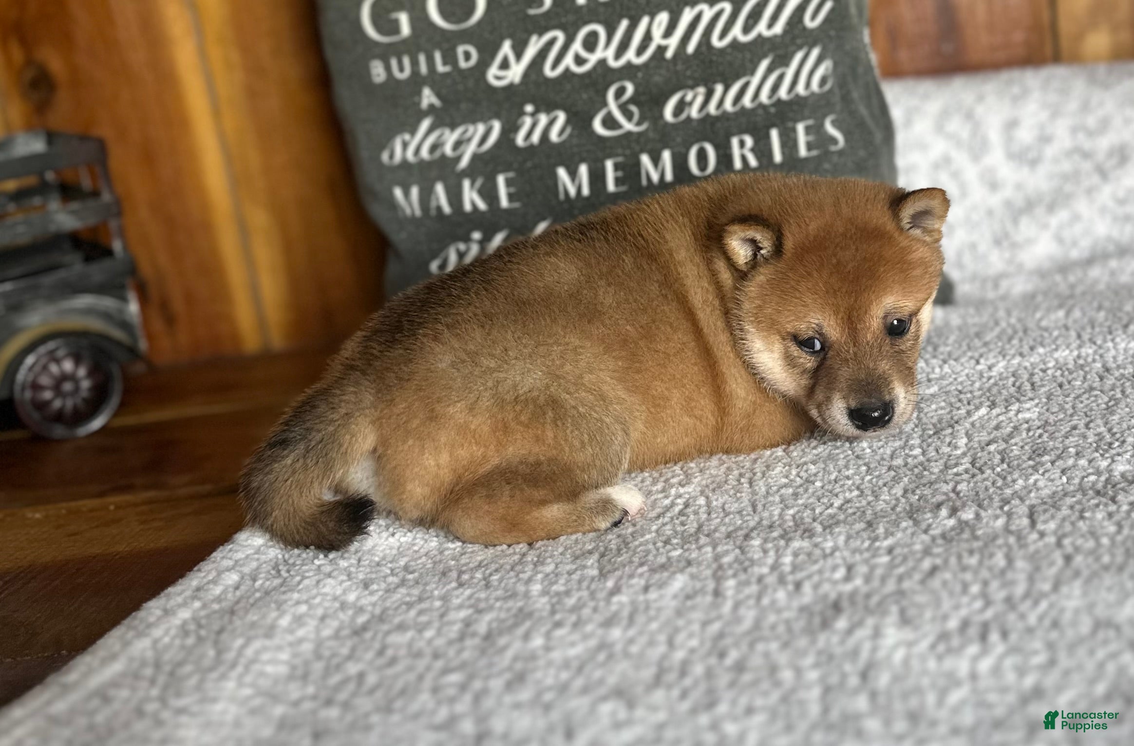 Shiba Inu dogs Shiba Inu Puppy 6 - Ad 2