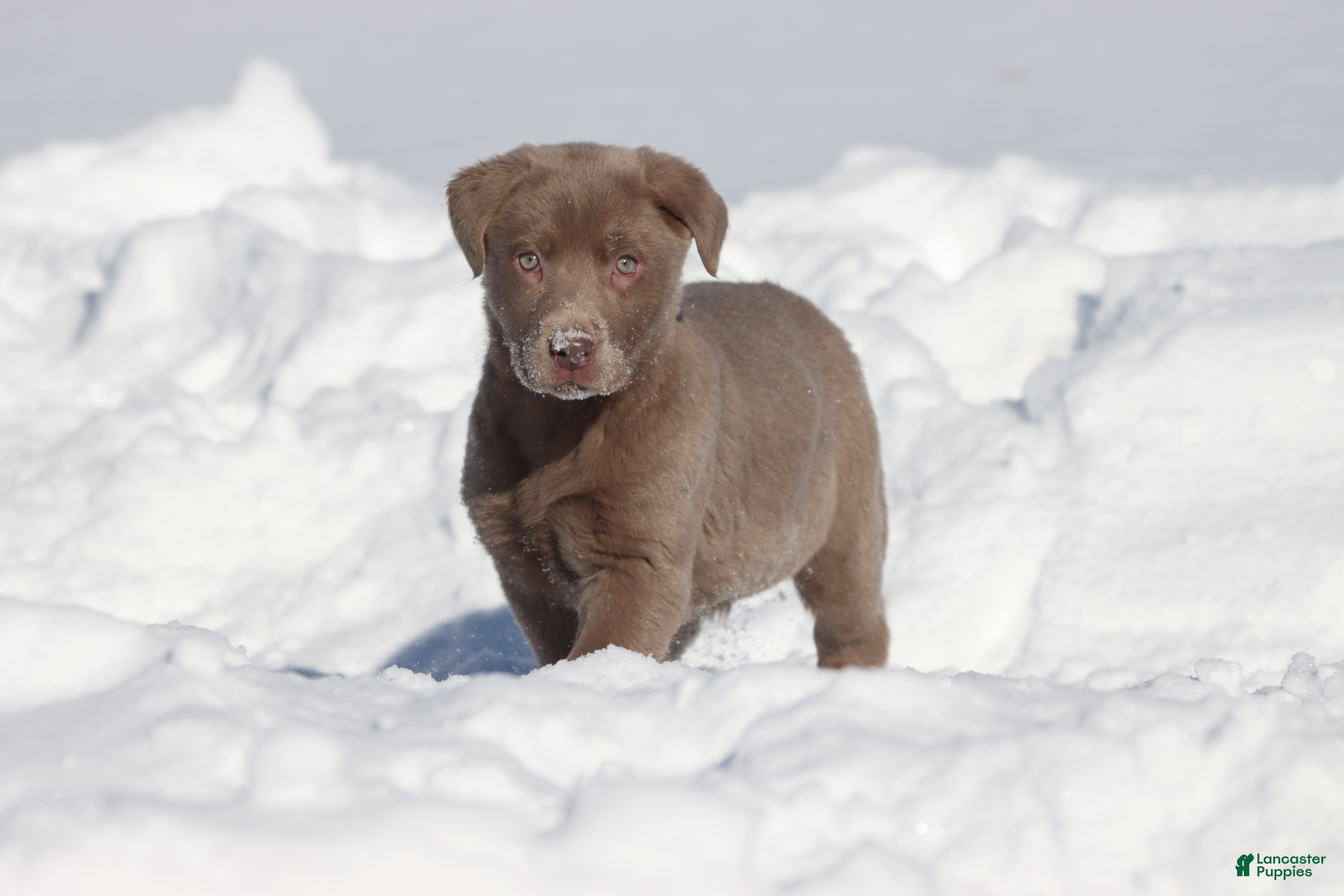 Labrador Retriever dogs Mocha - Ad 14