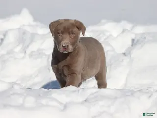 Labrador Retriever dogs Mocha - Ad 14