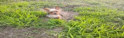 Yorkshire Terrier dogs for sale: Baby Bear - Ad 5