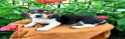 Beagle dogs for sale: Henry - Ad 4