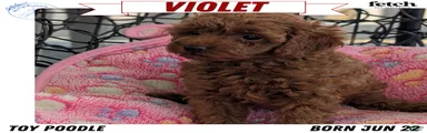Violet 