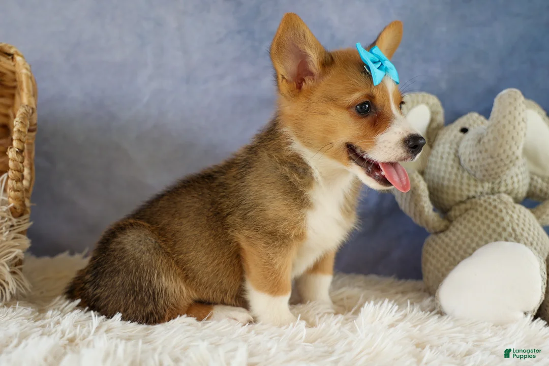 Welsh Corgi Pembroke dogs for sale: Yack 🐶  - Ad 2