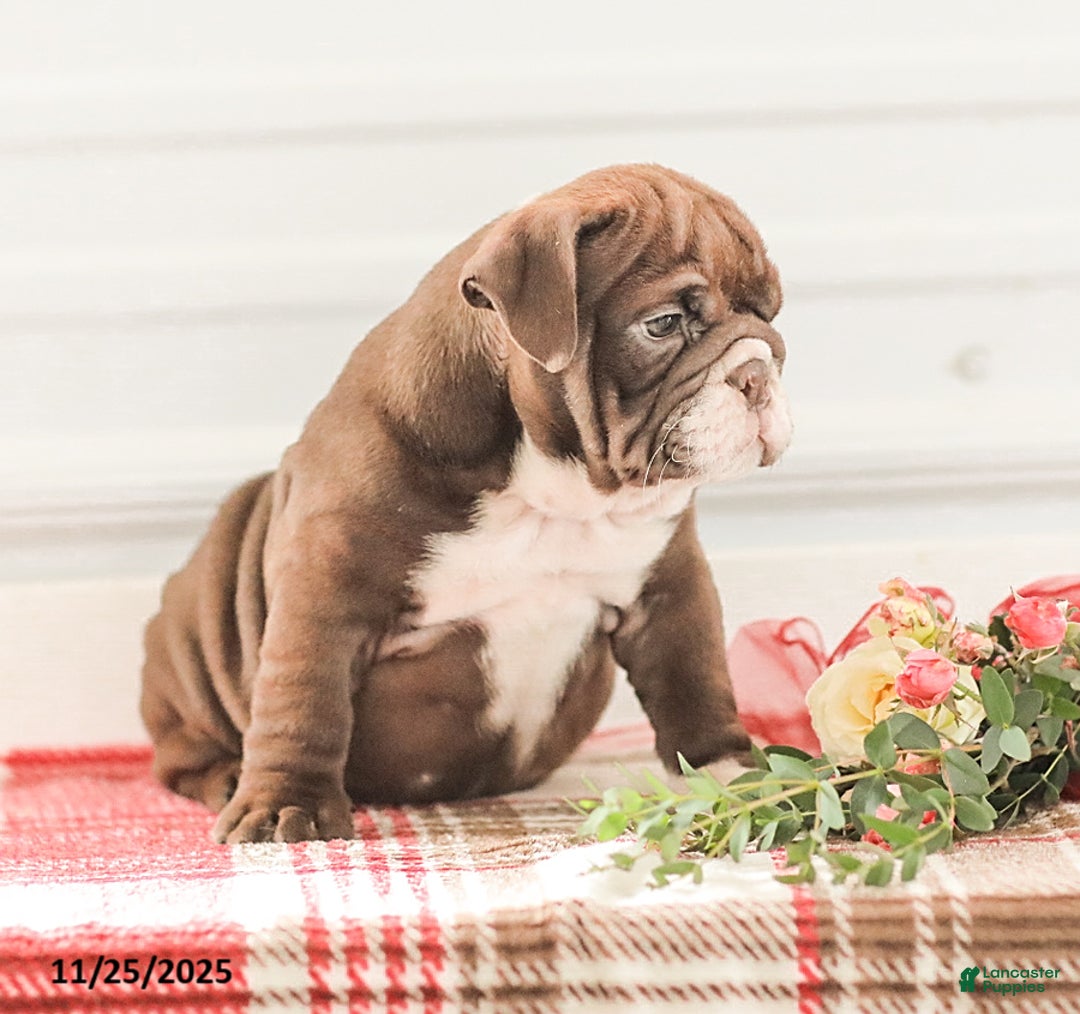 English Bulldog dogs for sale: Rhoda - Ad 19