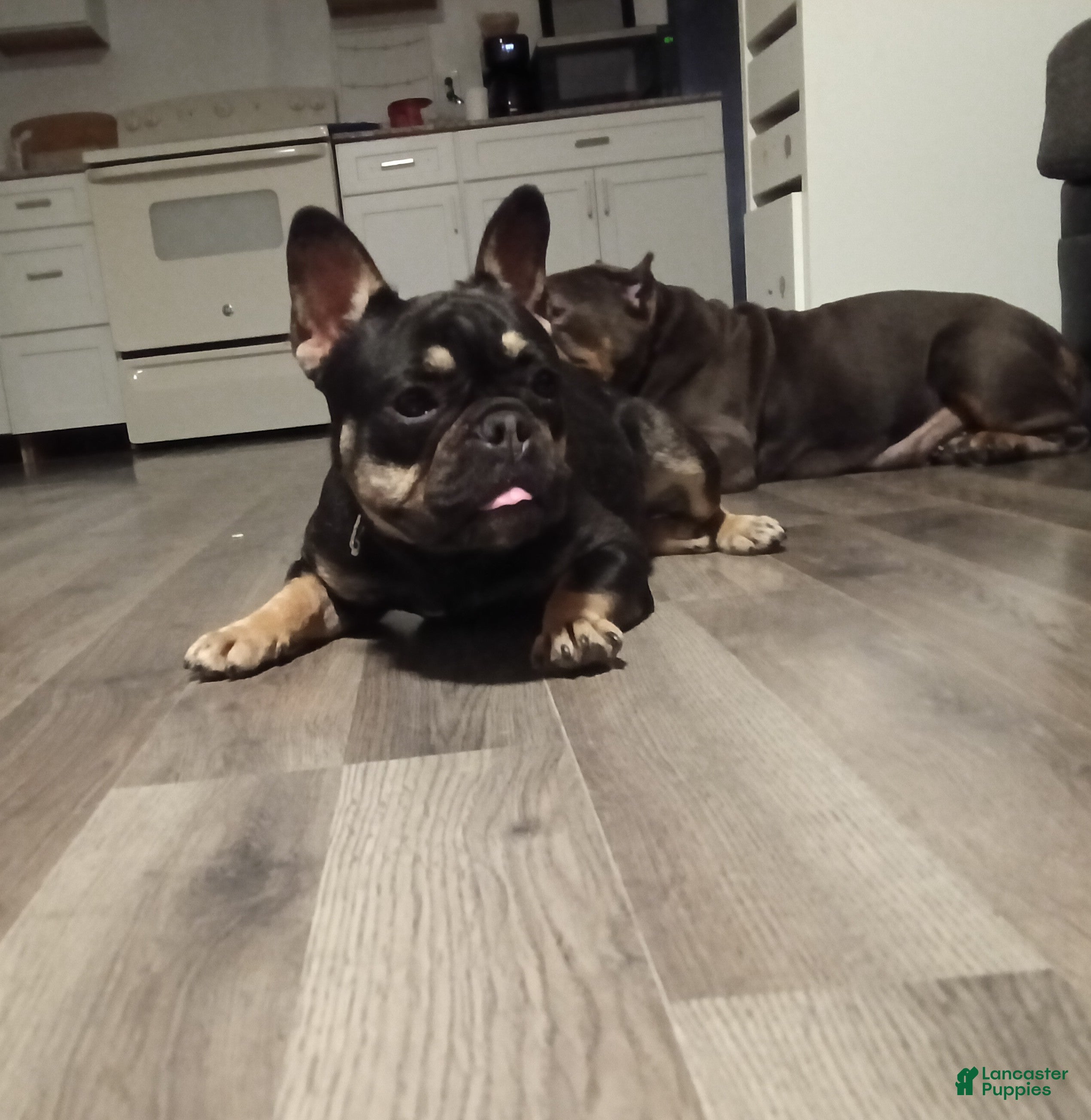 French Bulldog dogs French Bulldog - Ad 22
