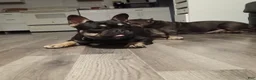French Bulldog dogs for sale: French Bulldog - Ad 1