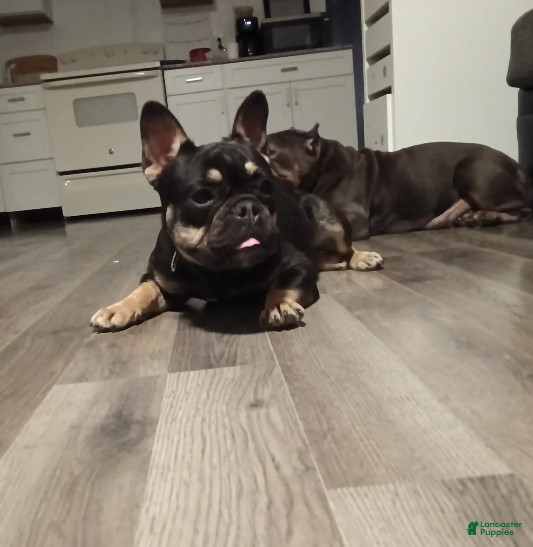 French Bulldog dogs for sale: French Bulldog - Ad 1