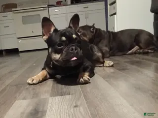French Bulldog dogs French Bulldog - Ad 1