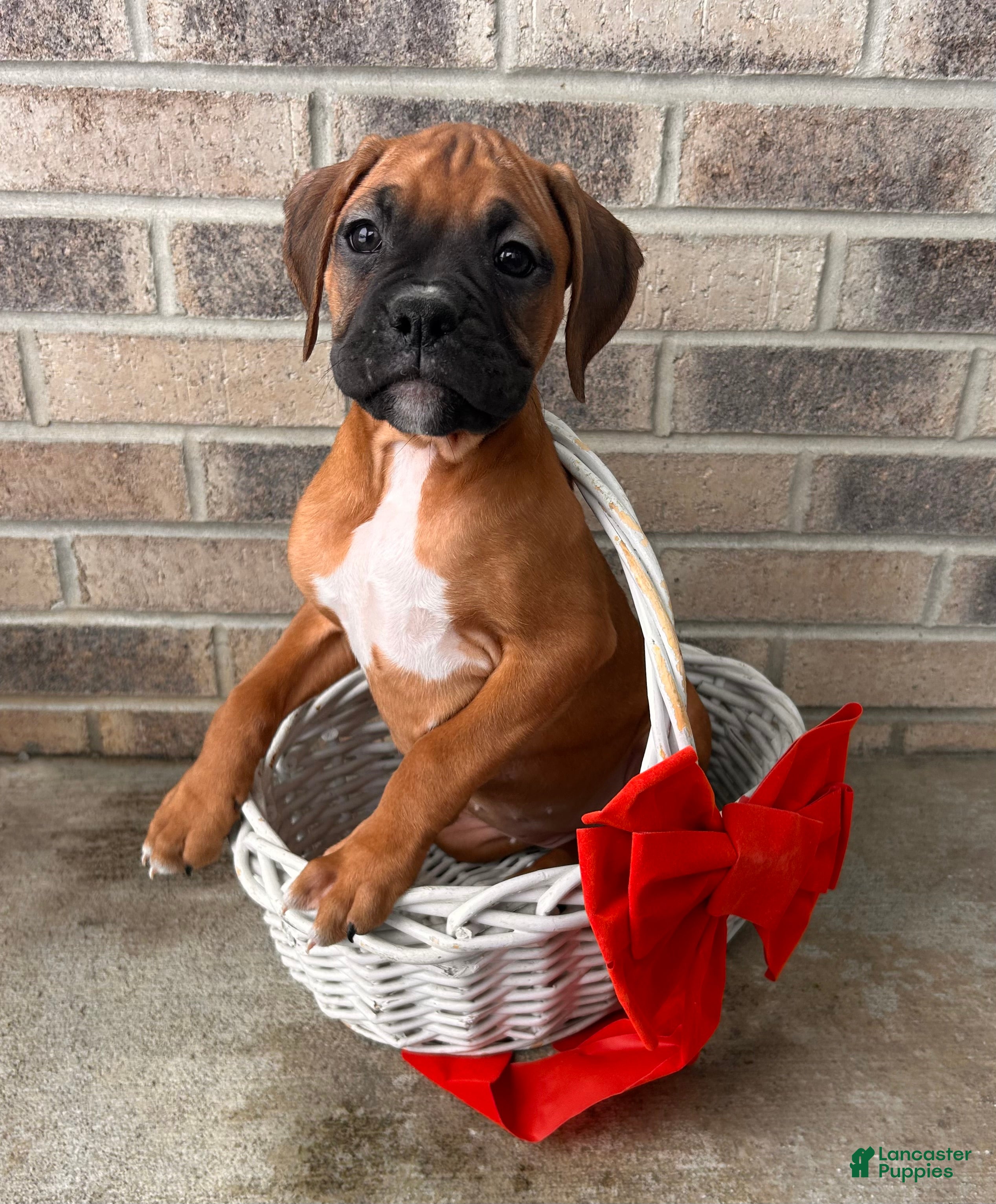 Boxer dogs Stella - Ad 31