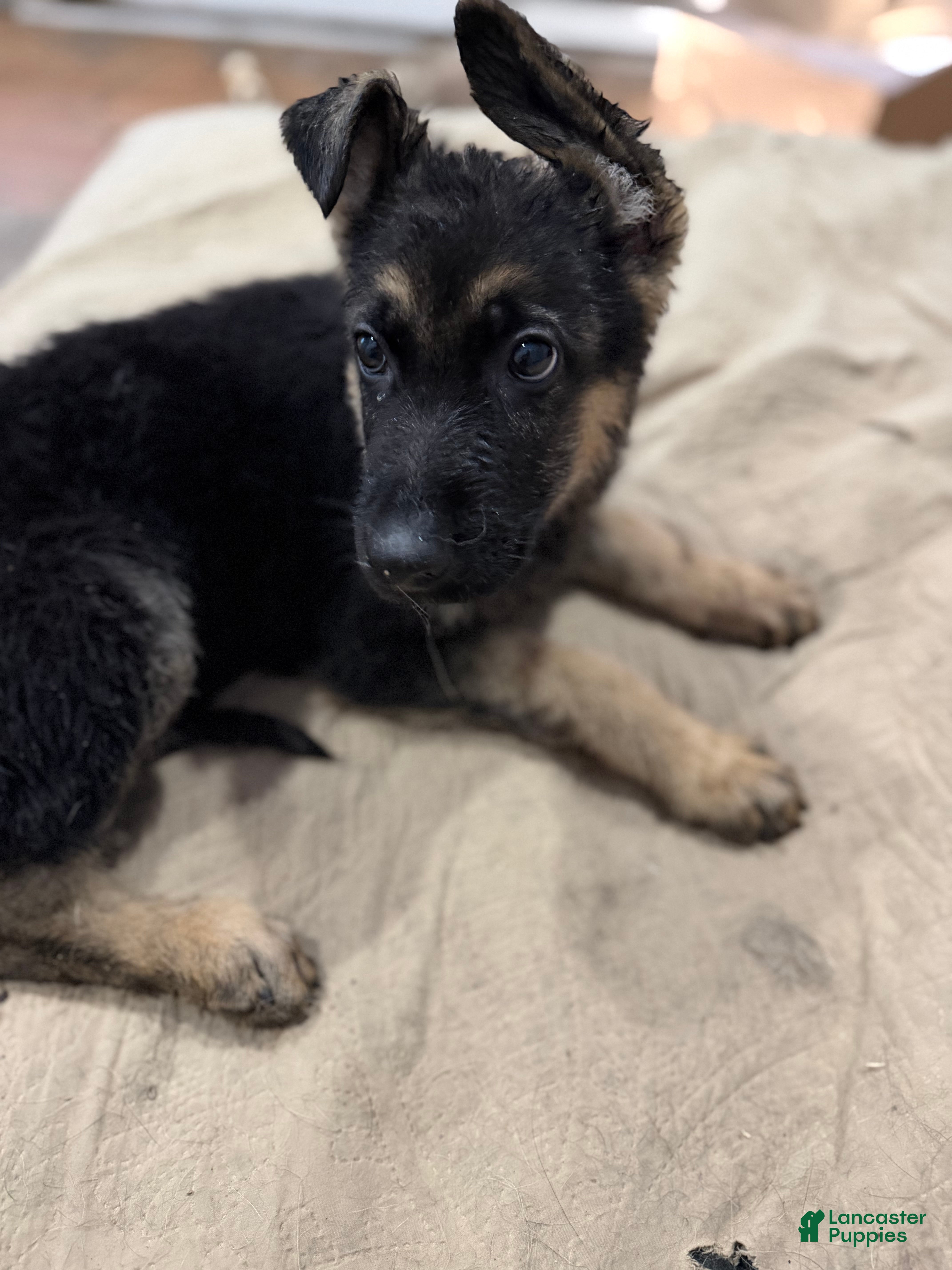 German Shepherd dogs Luna - German Shepherd Puppy 8 - Ad 1