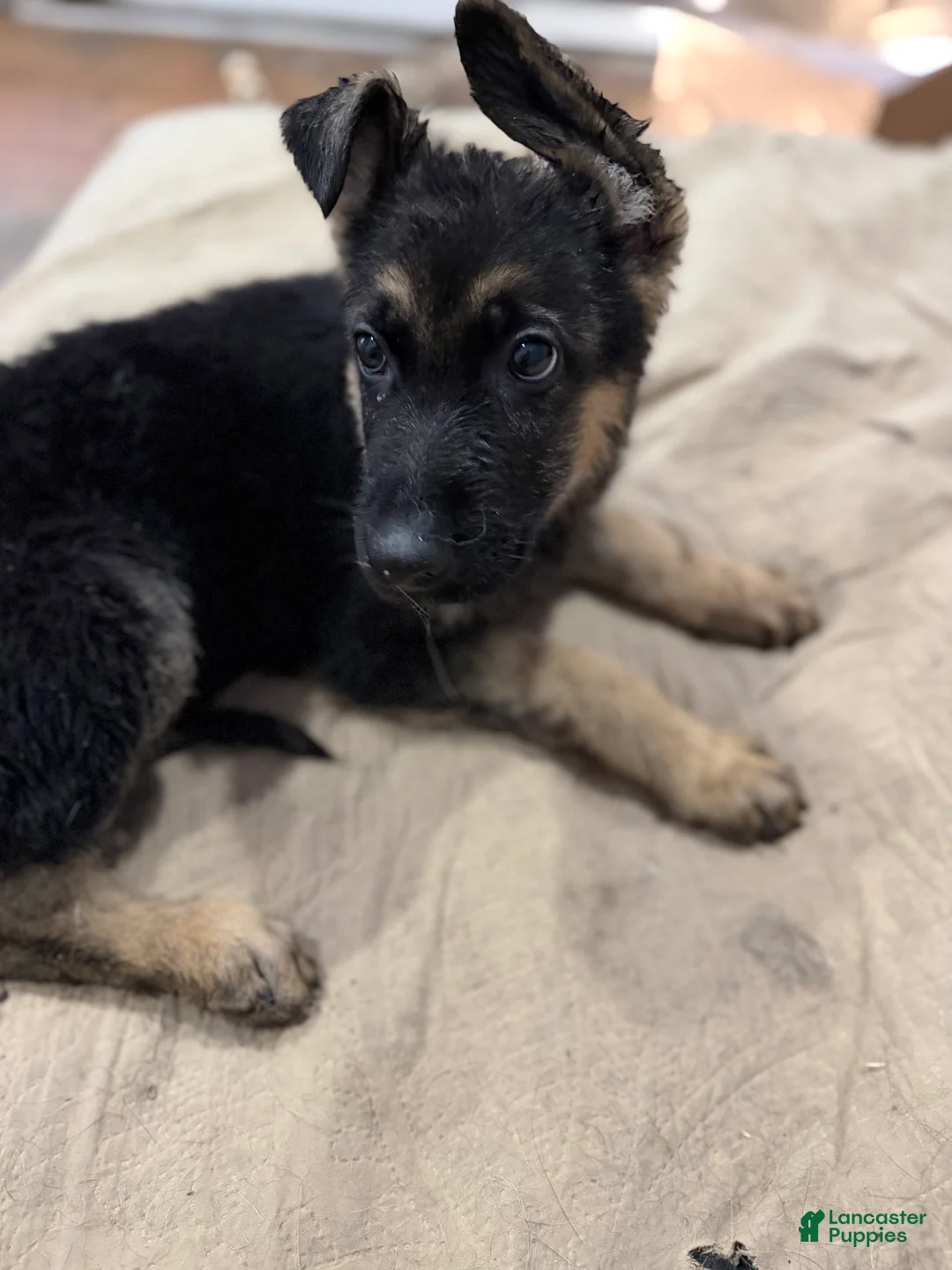 German Shepherd dogs for sale: Luna - German Shepherd Puppy 8 - Ad 1