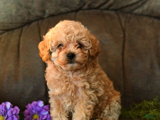 Miniature Poodle dogs - Ad 16