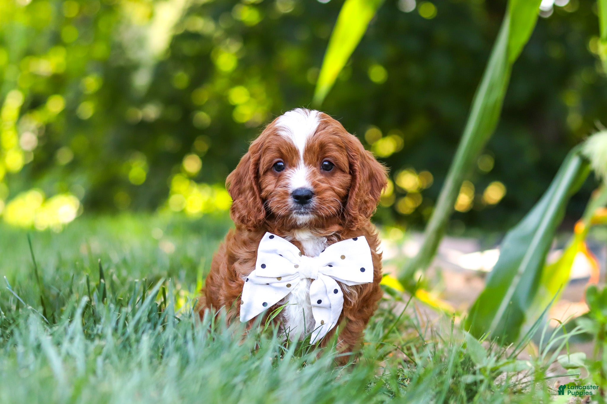 Cavapoo dogs Jayce - Ad 2