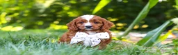 Cavapoo dogs for sale: Jayce - Ad 2