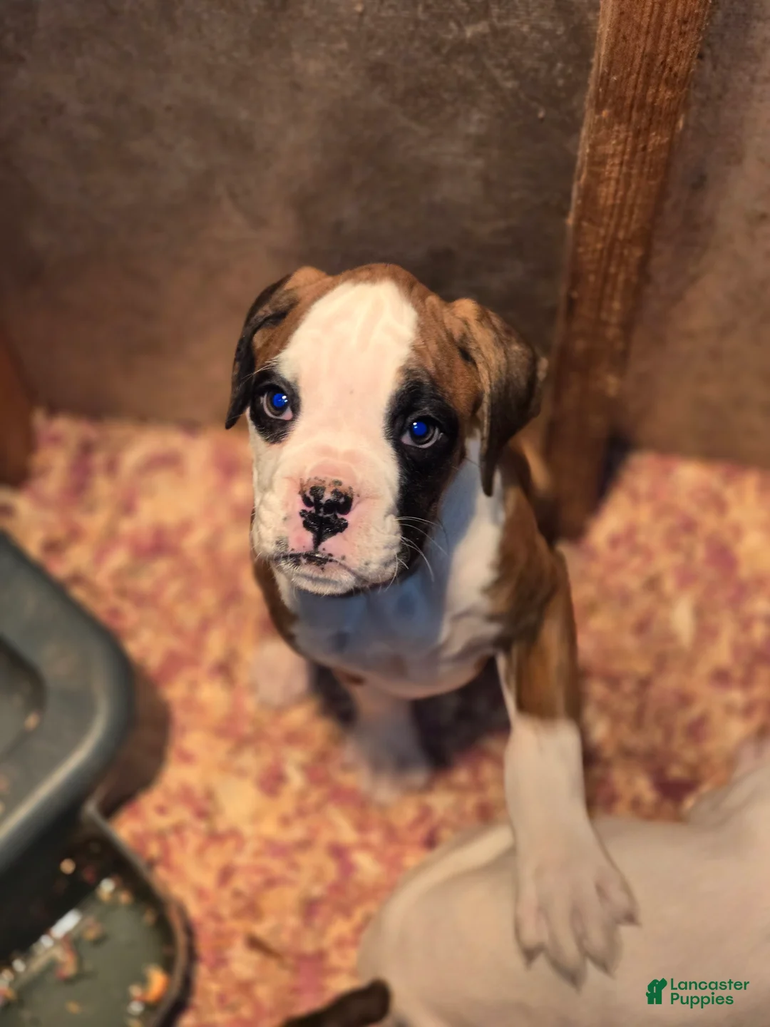 Boxer dogs for sale: Lady - Ad 14