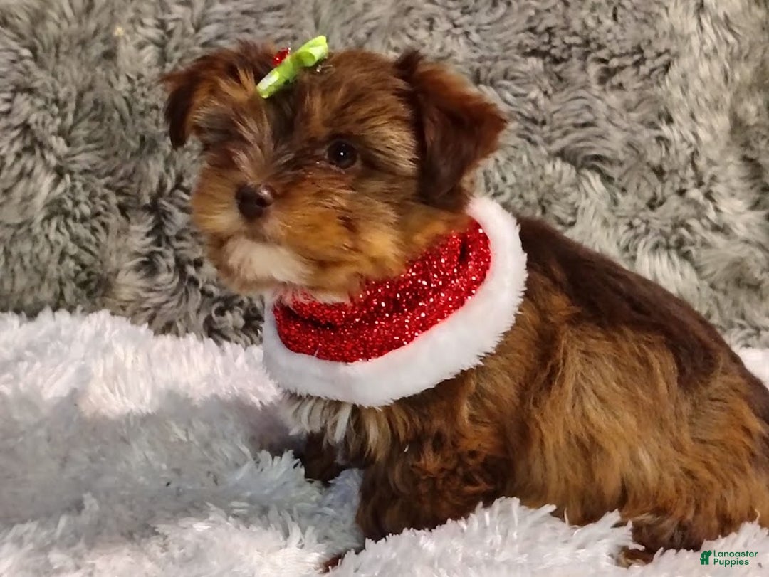 Yorkiepoo dogs for sale: CoCo - Ad 6