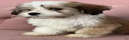Havanese dogs for sale: Sugar - Ad 3