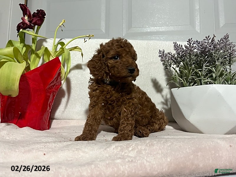 Miniature Poodle dogs Milo - Ad 2