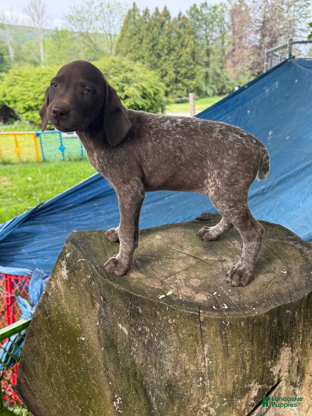 German Shorthaired Pointer dogs for sale: Ginny - Ad 2