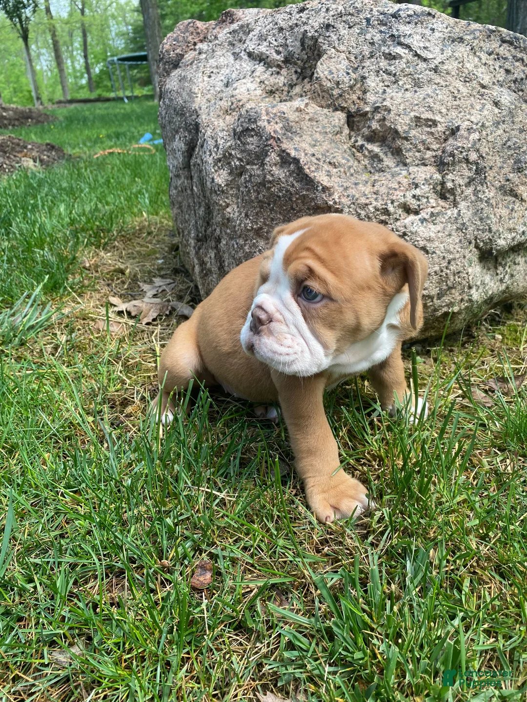 Mixed Breed dogs for sale: Princess - Ad 2