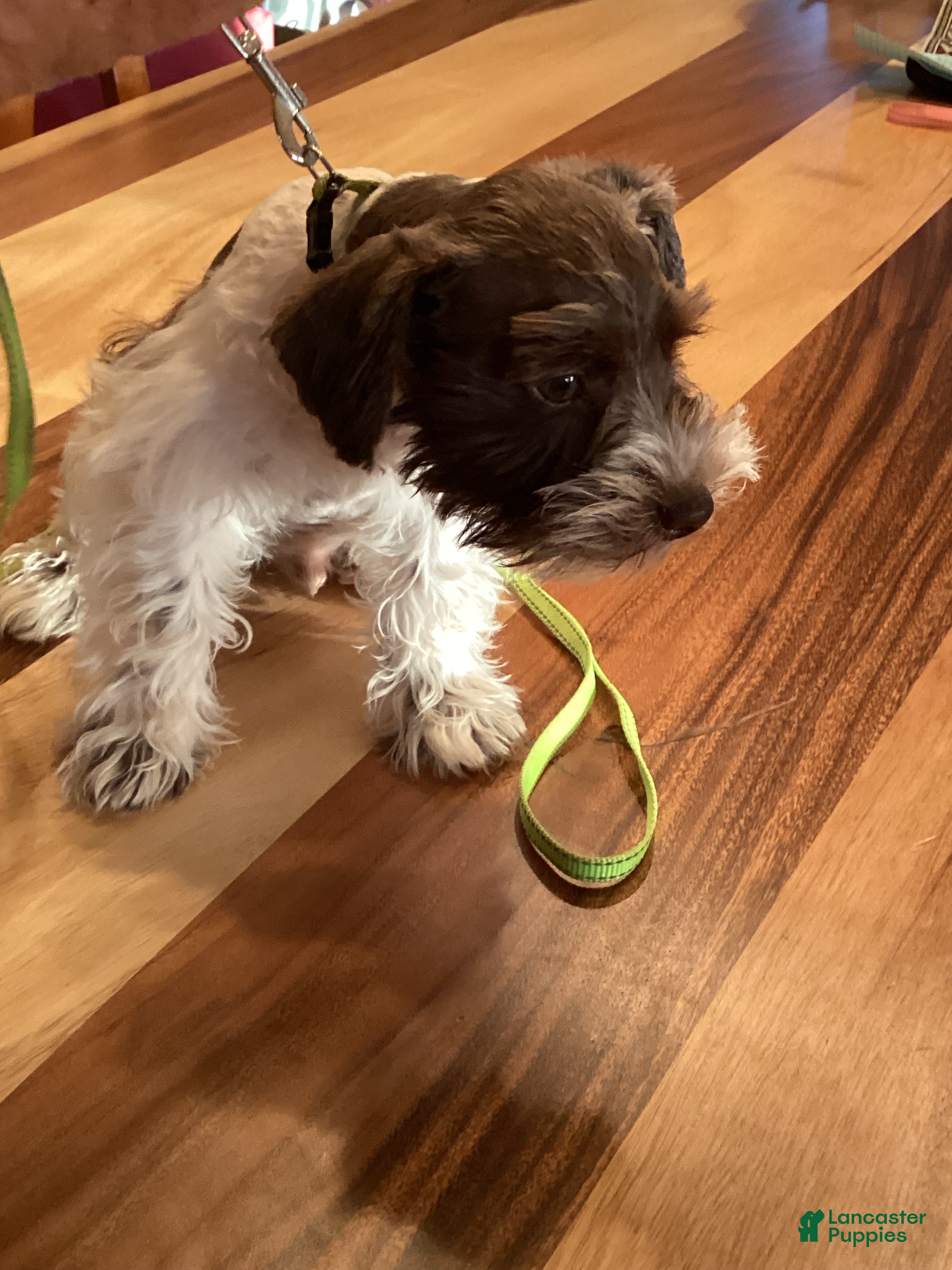 Miniature Schnauzer dogs Miniature Schnauzer 3 - Ad 5