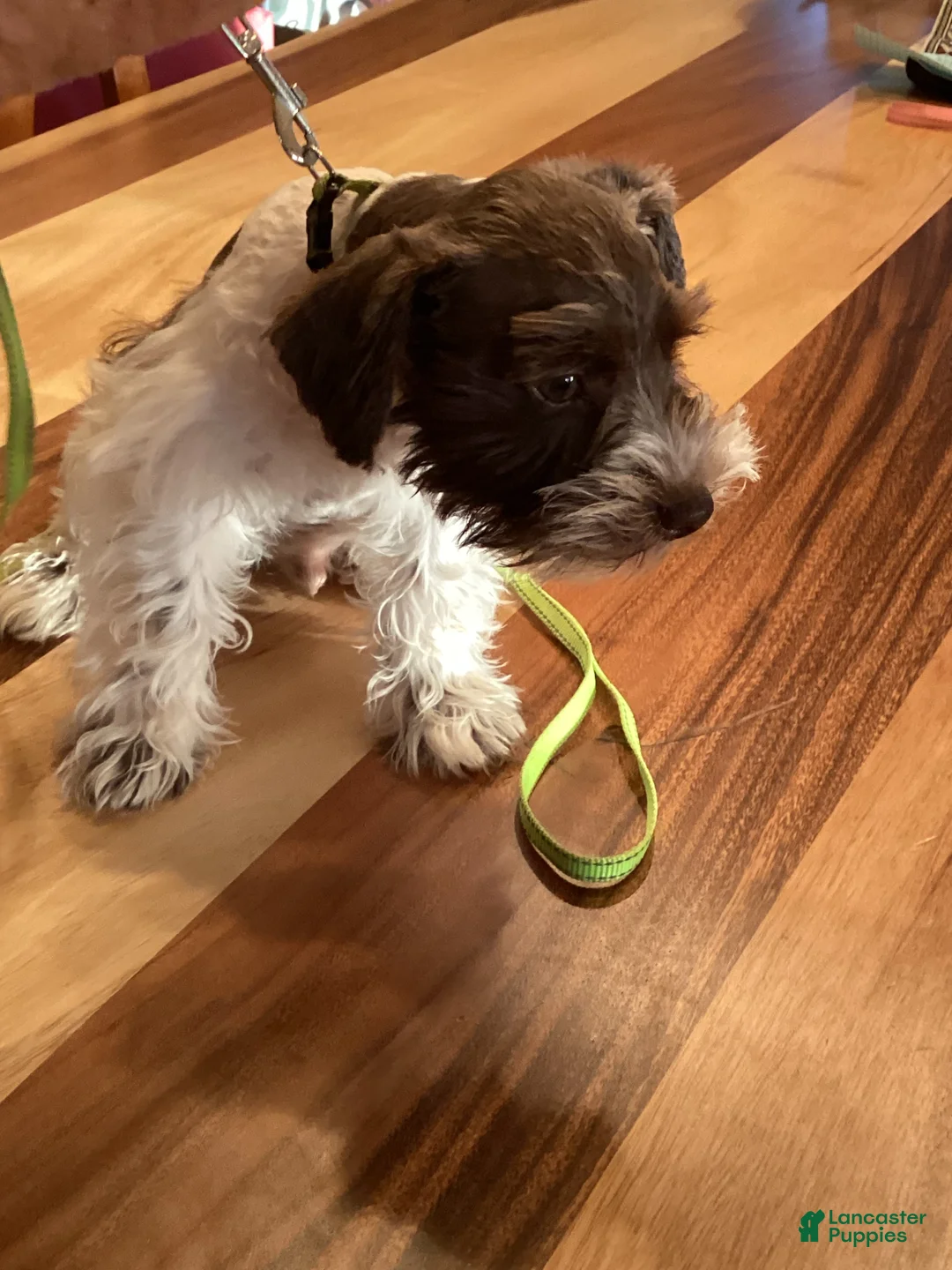 Miniature Schnauzer dogs for sale: Miniature Schnauzer 3 - Ad 1