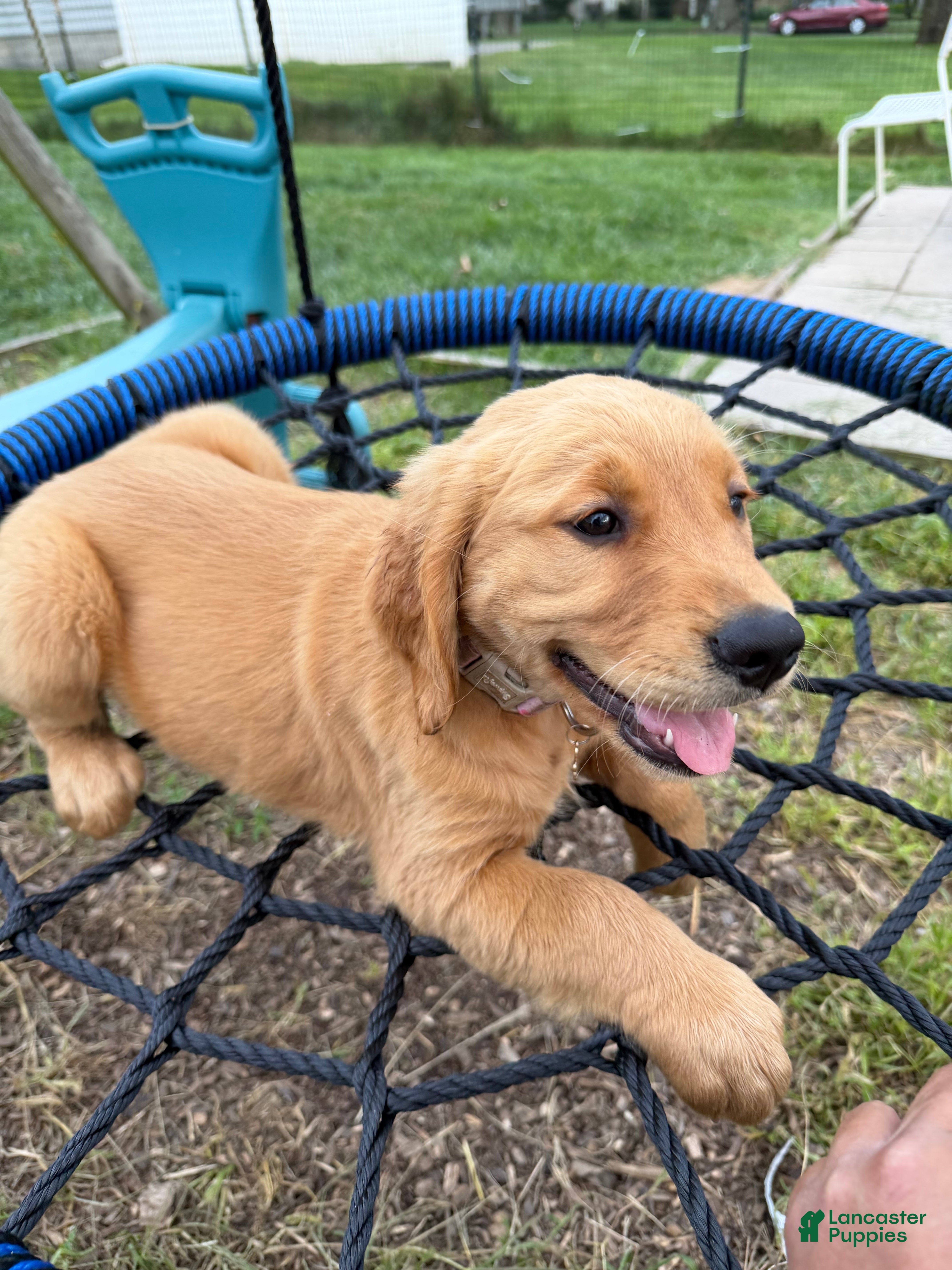 Golden Retriever dogs Daisy - Ad 1